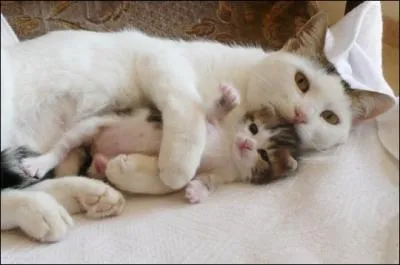 Qui est le mle de la chatte ?