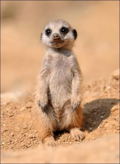 Comment s'appelle le mle suricate ?
