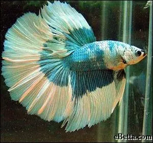 Quelle est la femelle du poisson ?