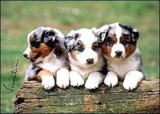 Quel est le mle de la chienne ?