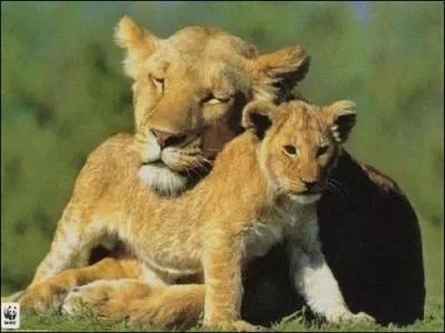 Qui est le mle de la lionne ?