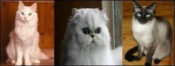 Quelle race de chat est voque dans la chanson  Le chat  de Pow Wow ?