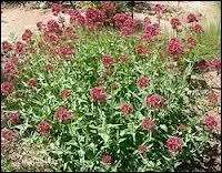 Quelle plante est aussi appele herbe-aux-chats car son odeur attire les chats ?