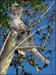 Quel crivain est l'auteur des  Contes du chat perch  ?