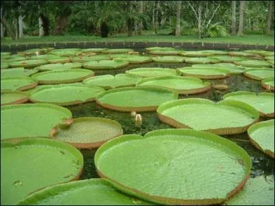 Clbre nnuphar en forme de plat  tarte je fais la fiert de mon le mais lequel est-ce?