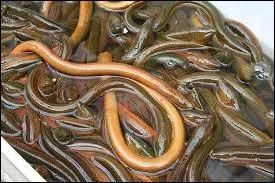 Voici un autre mets dlicat, mme si on pourrait croire qu'il est rserv  des lieux plus exotiques que les ntres. C'est ?