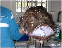 Quel est ce poisson plus proche de la gargouille ou du monstre de l'espace que de la limande ou du merlan ?