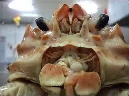 Ceci est la tte d'un animal impressionnant provenant de l'Atlantique, qui est ?