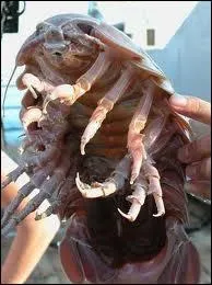 C'est un isopode marin, et malgr sa cuirasse imposante, il est comestible. C'est ?