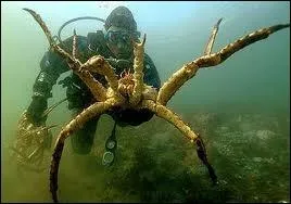 Devant le plongeur, un autre animal  l'apparence impressionnante qui est un mets de choix. C'est ?