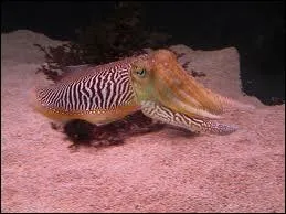 Autre forme de vie trange, qui donne lieu  recettes appropries. C'est ?