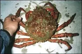 Toujours dans la famille des rampants, un autre animal peu ragotant qu'on dguste pourtant. . C'est ?