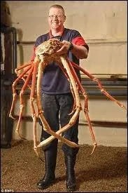 Afin d'en mesurer la taille, voici sorti(e) de l'eau, quel autre met recherch ?