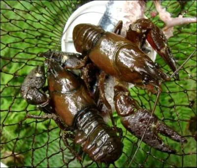 Ici dans le fond d'un panier, et bien luisant(e)s, on s'apprte  manger... ?