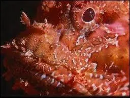 En gros plan, voici une bte peu ragotante qu'on dguste pourtant avec plaisir ?