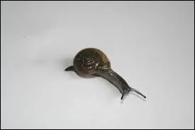 Pour un franais, rien d'tonnant  dguster l'escargot, un genre de limace qui laisse des traces baveuses. Il faut dire que la sauce y fait beaucoup,  base de persil ?