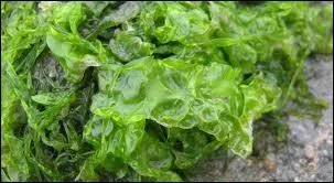 En regardant de prs, il s'agit d'une herbe gluante et... forte en parfum. C'est ?