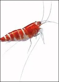 On en fait des dlices de cette chose pleine de pattes et d'antennes. C'est ?