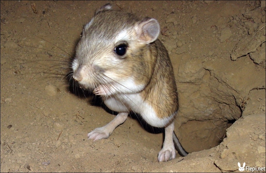 quel est animal qui ne boit jamais eau