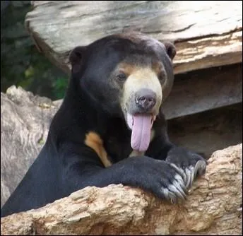 Quel est cette espce d'ours ?