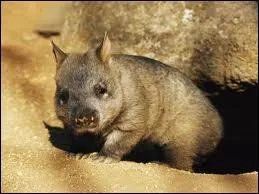 Celui-ci ressemble  un ours mais c'est un ...