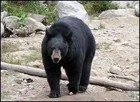 Cet ours amricain est ...