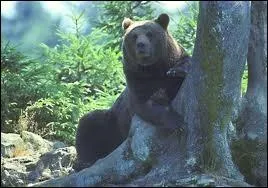 Rintroduit depuis peu de temps, il est ...