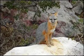 Et lui alors, c'est un ...