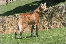 Celui l c'est un ...