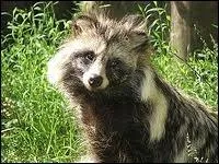 Il ressemble au raton laveur, c'est le ...