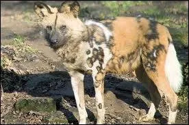 Reconnaissable ! C'est le ...