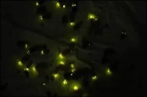 "Que se passe-t-il ? Neuf heures du soir et il y a encore de la lumière chez lui. Cette goutte de lune dans l'herbe !"