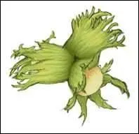 "Du panache ! du panache ! oui, sans doute ; mais, mon petit ami ce n'est pas là que ça se met". Quel est-il ?