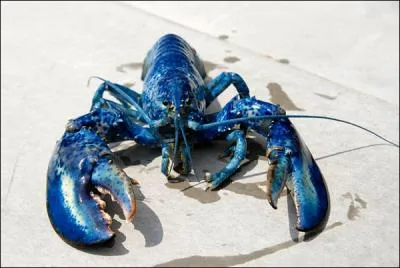 Ce magnifique crustac d'un bleu presqu'lectrique est un homard... ?