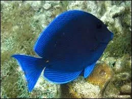 Qu'appelle-t-on les poissons bleus, qui se diffrencient des poissons blancs (celui de la photo est un poisson exotique, juste pour la couleur, un chirurgien bleu) ?