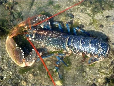 Cet autre magnifique crustac bleu est un homard... ?