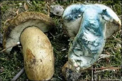 Voici un champignon comestible d'un joli bleu clair, qui est un bolet indigotier, appel bolet... ?