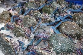 Aux USA, les crabes bleus sont appelés Jimmy et Sally. Ici, c'est au marché de Kho Phi Phi que sont en vente ces crabes bleus, originaires, eux, de ?