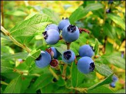 Ces petits fruits bleus portent d'ailleurs le nom de bleuets en certains lieux, comme au Québec. Mais ils sont surtout connus sous le nom de ?