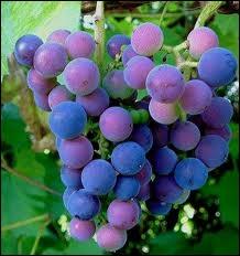 Elle est bien connue la belle couleur bleu sombre des raisins qu'on dit noirs. Mais fait-on du vin blanc avec ces raisins là ?