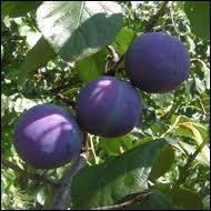 Sur cette branche, ce sont des prunes bleues, autre fruit délicieux. Sur la peau, la poudre blanche est appelée pruine, on la trouve aussi sur les raisins. Elle est un signe... ?