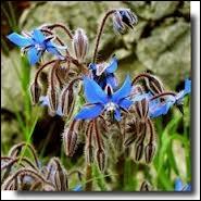 Encore une fleur comestible d'une très belle couleur bleue. De quelle fleur s'agit-il ?