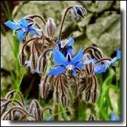 Encore une fleur comestible d'une trs belle couleur bleue. De quelle fleur s'agit-il ?