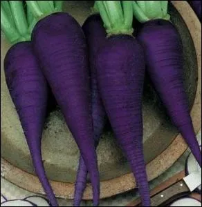Il s'agit d'un vrai lgume trs tonnant et trs beau, le radis bleu. Savez-vous o il pousse ?
