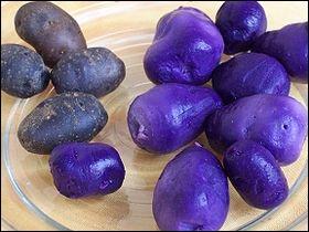 La vitelotte est une pomme de terre bleu-violet profond, désormais assez connue. Est-elle une variété nouvellement créée ou ancienne ?