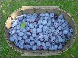 Ces beaux fruits bleuts permettent de raliser ce qui est sans doute l'une des meilleures tartes au monde. Ce sont des quetsches qu'on appelle aussi... ?