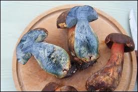 Encore un joli champignon comestible à la chair bleue, qu'on appelle bolet... ?