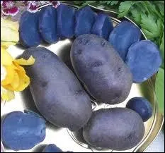Voici une extraordinaire varit de pomme de terre, presque bleue marine... Comment s'appelle cette varit ?
