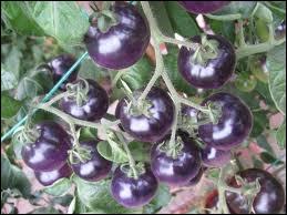 Etonnante variété de tomates bleues, issues de la recherche ! Ce n'est pas un OGM, mais une création par hybridation. Est-elle bleue car on a augmenté la quantité de lycopène ou car on l'a réduite ?