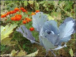 Voici un joli chou bleu. C'est un légume cultivé depuis la plus haute Antiquité pour ses vertus. Il contient de l'iode, du calcium mais surtout une grande quantité de ?